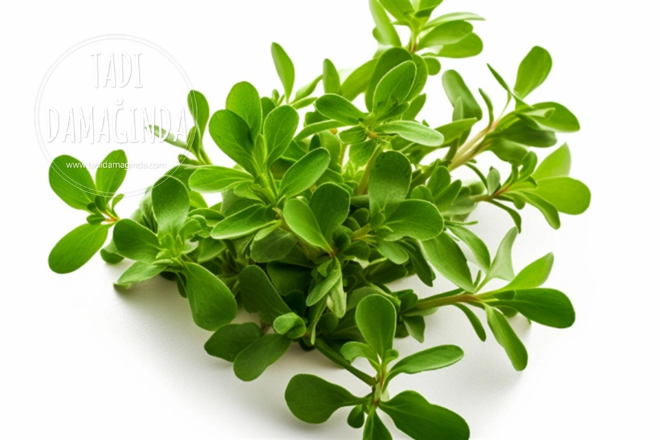 Semizotunun Faydaları