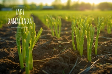 Kuşkonmaz ve Atatürk