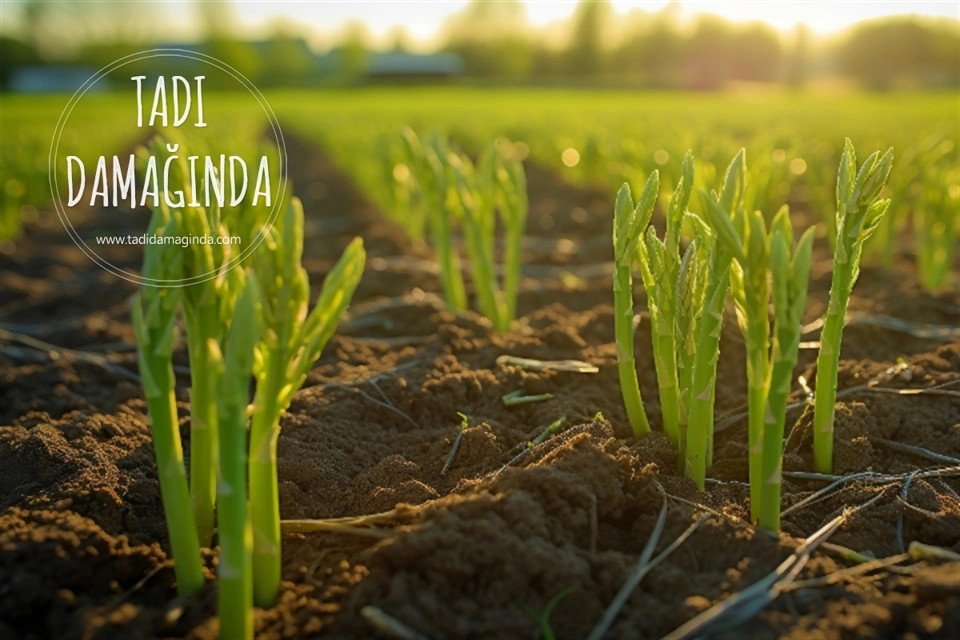 Kuşkonmaz ve Atatürk