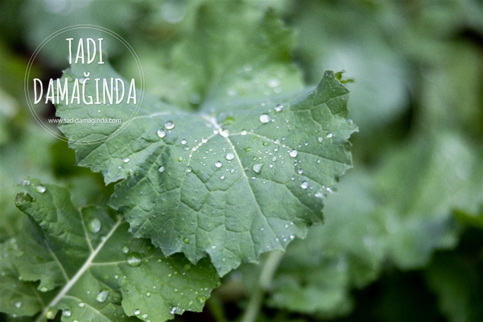 Kara Lahana Neden Sofralarınızda Olmalı? İşte Yanıtı!