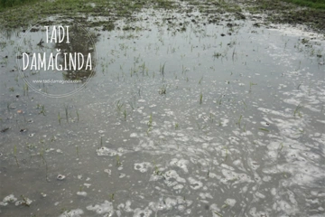 Pirinçteki Arsenikten Korunmak İçin Yöntemler