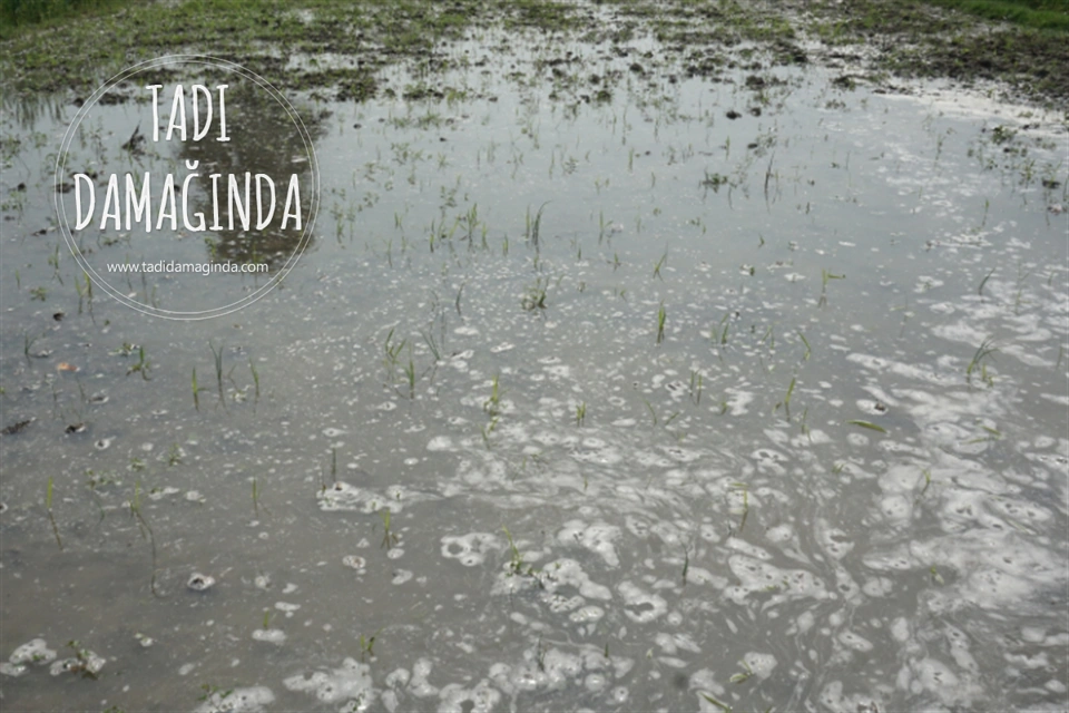 Pirinçteki Arsenikten Korunmak İçin Yöntemler