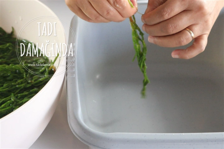 Kavanozda Deniz Börülcesi