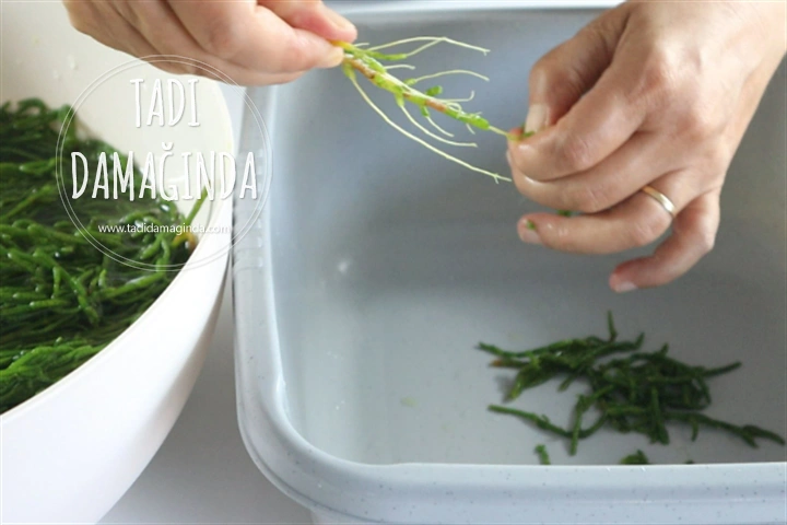 Kavanozda Deniz Börülcesi